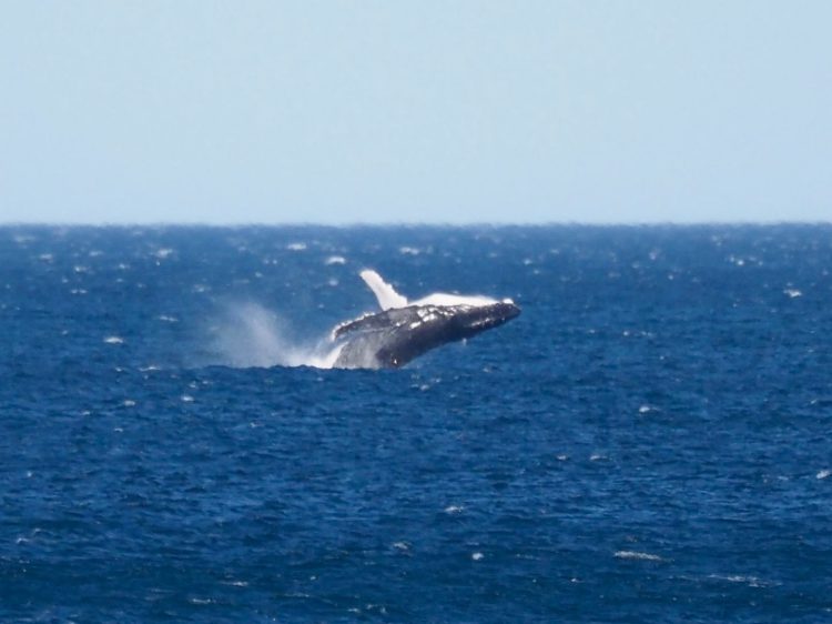 Whale Breach - Image Courtesy of Baby Zoology